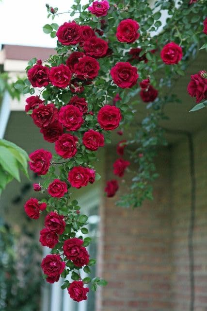 🌹 Elegant Climbing Rose Flower Seeds- 9 Rare and Breathtaking Colors Seeds(IMPORTED)
